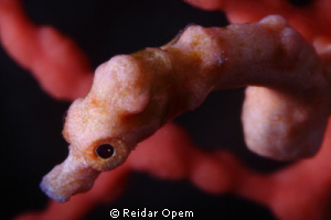 Moody denise (Uncropped with 3.5:1 magnification) by Reidar Opem 